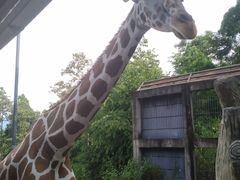 -清迈夜间动物园