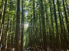 -山王坪喀斯特国家生态公园