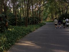 -上海滨江森林公园