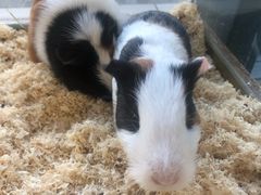 -怪兽屋·羊驼·猫咖·狗咖(俊华广场店)