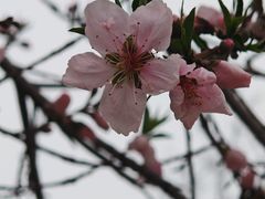 -桃花堤公园