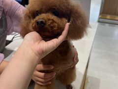 -鼎级派宠物(中南店)
