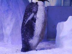 -海合安成都极地海洋公园