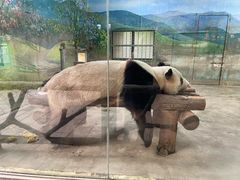 -上海野生动物园