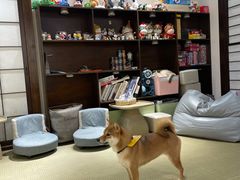 桃花-逗柴咖啡屋·狗咖猫咖宠物桌游