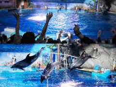 -大连老虎滩海洋公园