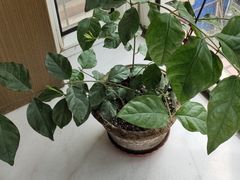 -中环花鸟鱼虫市场