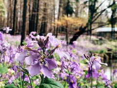 -上海共青森林公园