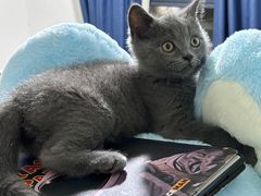 -瑞派康怡24h宠物医院·犬猫医疗中心·微创绝育(瑞景分院)