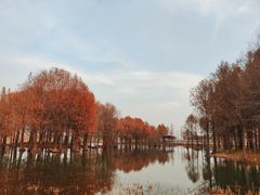 -贡湖湾湿地公园