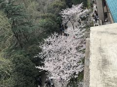-武汉大学-樱园