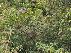 -广州白江湖森林公园