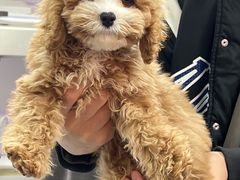 -翊宠yipet猫狗购宠庄园犬舍•猫舍