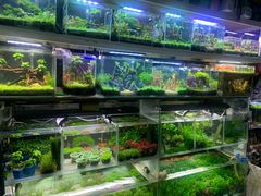 -花鸟鱼虫鲜花绿植市场(玉泉路店)