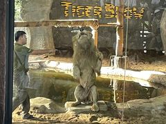 -清迈夜间动物园