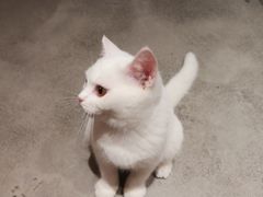 -more than meow吴止猫主题餐厅(承德 中船汇店)