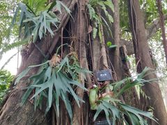 -东莞植物园