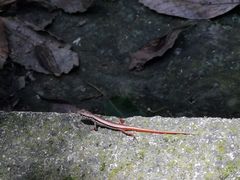 -虎跑公园