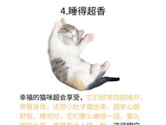 -欣宠猫屋·矮脚拿破仑·蓝金金渐层