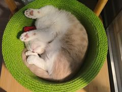 -COLOR PETS 撸猫馆·购猫·猫咖(长风大悦城店)