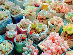 -循礼门鲜花花市(武汉循礼门店)