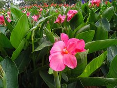 -松山湖梦幻百花洲