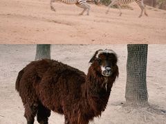 -杭州野生动物世界