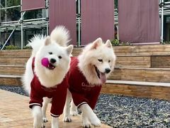 -J Create城市露营咖啡·简餐·宠物(上海动物园店)