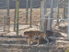 -青藏高原野生动物园