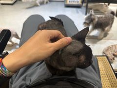 -琪喵猫屋·撸猫猫咖·猫舍