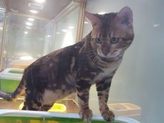 -乐宠宠物店(世纪金源店)