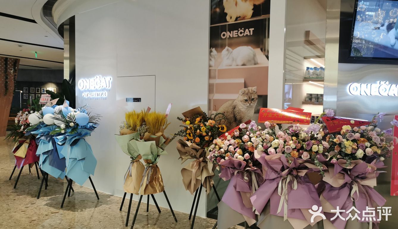 OneCat布偶猫咖~~可可爱爱,超级治愈