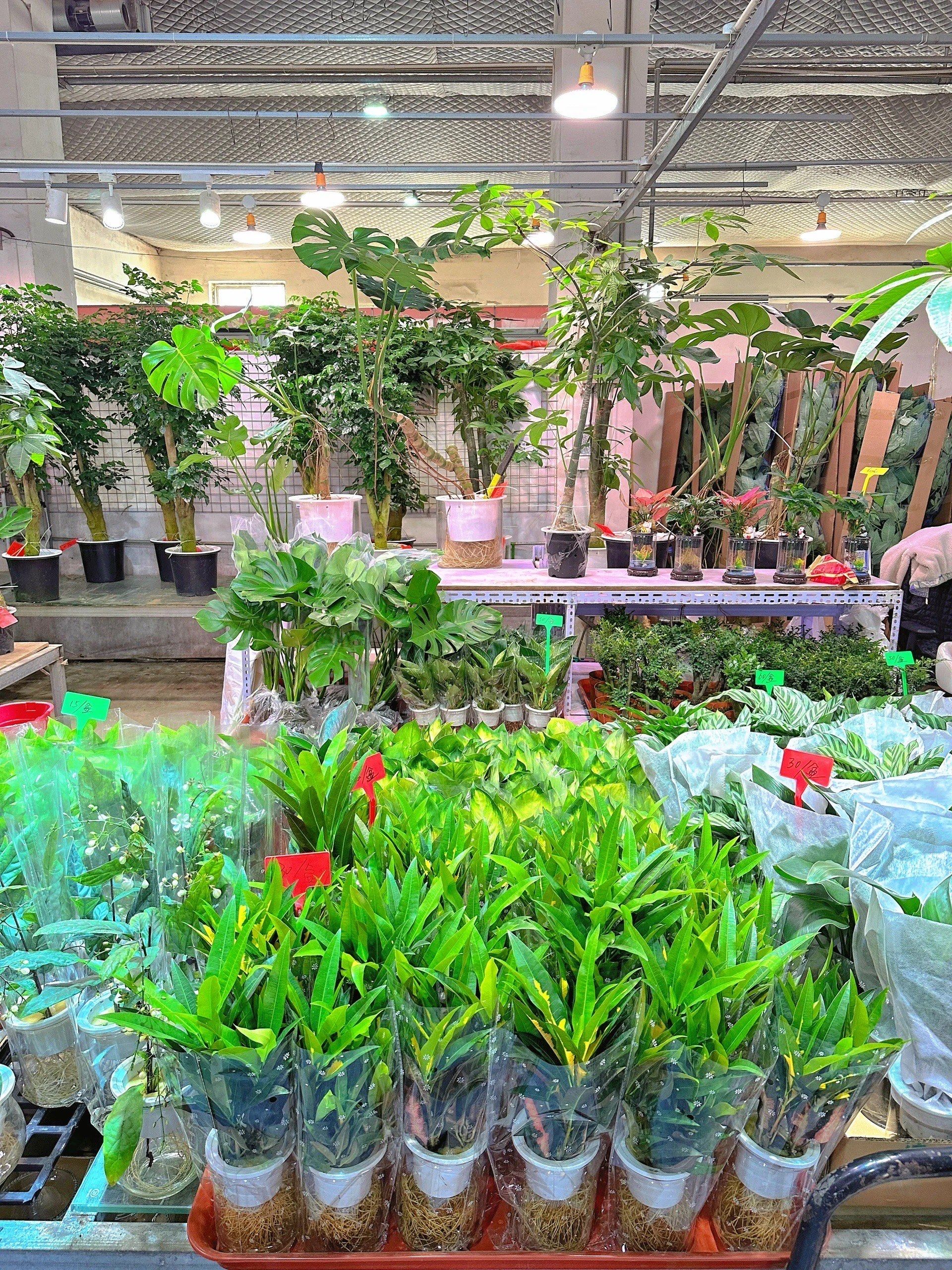 94北京最大花卉绿植市场,逛到停不下来!98