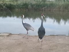 -盐城丹顶鹤湿地生态旅游区