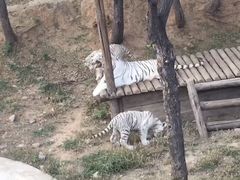 -石家庄市动物园