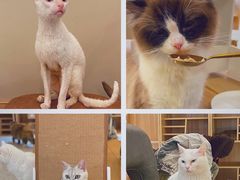 -猫域·湾主题猫咖·宠物吧(南坪城市广场店)