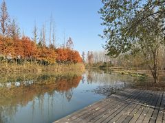 -合肥滨湖国家森林公园