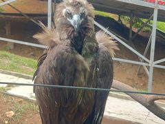 -西霞口神雕山野生动物世界