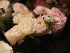 -双季花艺园艺市场(浦东店)