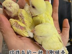 -吾叁·吉趣鸟咖(万科店)