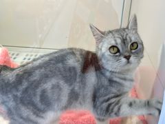 -1013 PET SHOP 宠物商店(近铁城市广场店)