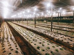 -Ohkajhu Organic Farm Sansai