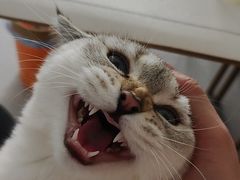 -瑞派·关忠动物医院·猫专科·犬专科(三环新城店)