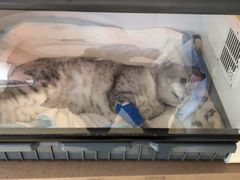 -芭比堂动物医院·犬猫全科·异宠专科(雁塔分院)