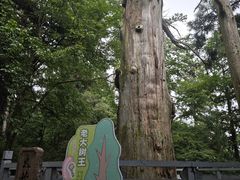 -天目山大树王景区