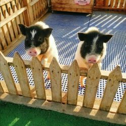 -萌宠亲子动物乐园(槐房万达店)