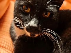 -伟伟宠物医院·瑞派猫友好医院·猫科(光谷店)