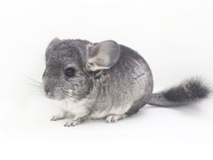 -龙猫仔乐园(惠福东路店)