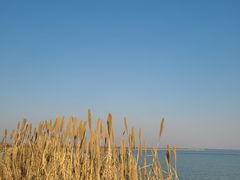 -贡湖湾湿地公园