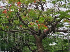-缘生态云南菜·野生菌庭院餐厅(华侨城店)